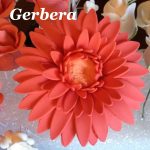 gerbera