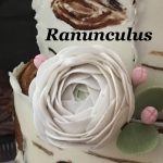 ranunculus